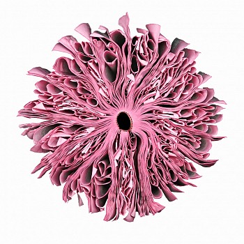 Cara Barer -&nbsp;Pink Sizes vary